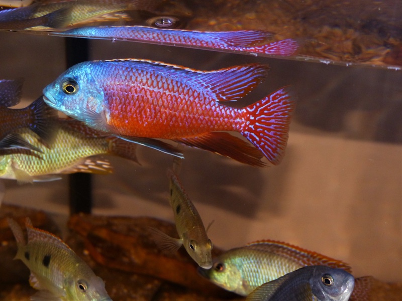 Protomelas taeniolatus 'Senga Point'